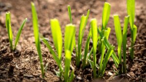 Lire la suite à propos de l’article Cinq manières dont le changement climatique contribue à aggraver les menaces qui pèsent sur la santé des végétaux